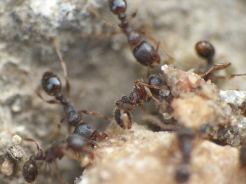 Réf. 275 709 : Tetramorium sp.